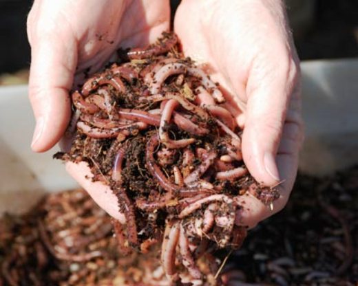 Vermicomposting